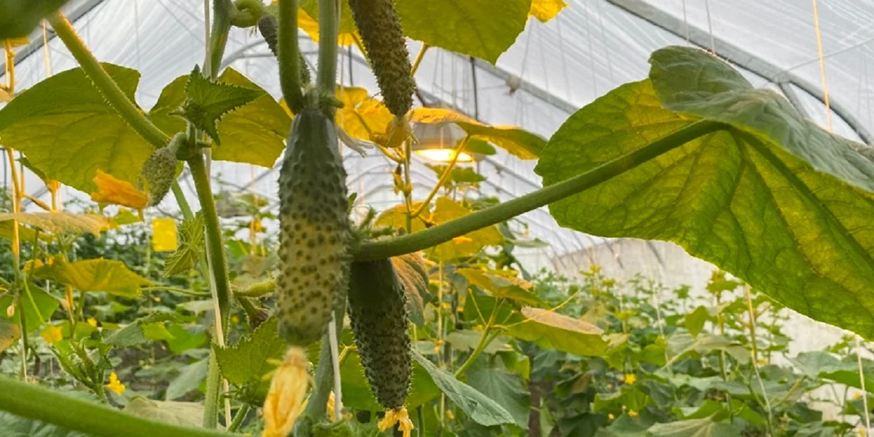 Поблизу лінії зіткнення. Сільськогосподарське підприємство розширює свої потужності, зокрема, створює тепличний комплекс.