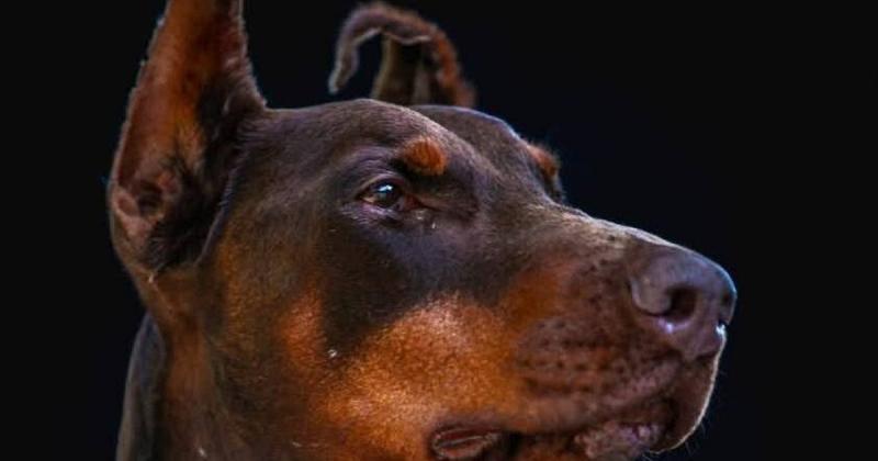 На жаль, відійшла у вічність собака-рятувальниця на ім'я Ханна, відома своєюHeroic місією, в ході якої вона врятувала більше 170 людських життів. Пропонуємо вашій увазі фото-репортаж.