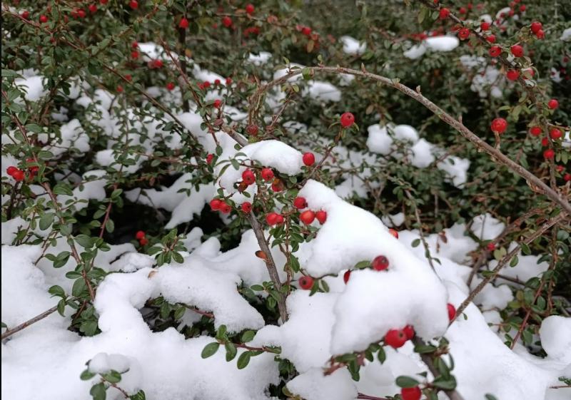 Зима знову завітала: деякі регіони покриває сніговий покрив - відео природних явищ.