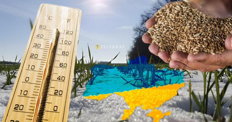 Озимі культури під загрозою: спалах сильних морозів ризикує знищити посіви та поставити під загрозу врожай у країні.