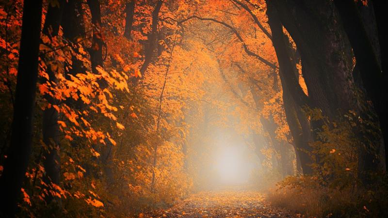 В Україні в суботу очікується переважно суха погода, тоді як у неділю на заході та півдні пройдуть невеликі дощі. Вночі та вранці можливий туман.