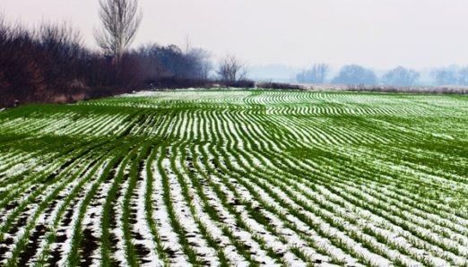 Стан озимих культур в Україні в основному є задовільним, за даними Всеукраїнської аграрної ради.