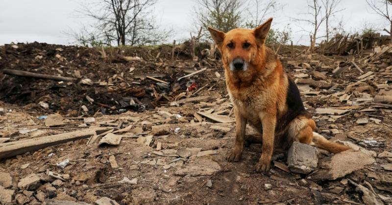 Внаслідок обстрілів з боку Російської Федерації в Дніпропетровській області за добу отримали поранення четверо осіб, повідомляє обласна військова адміністрація.