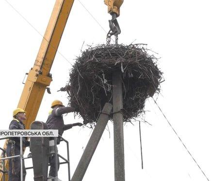 Лелеки на межі зникнення: як енергетичні компанії захищають їх гнізда вагою до 500 кг.