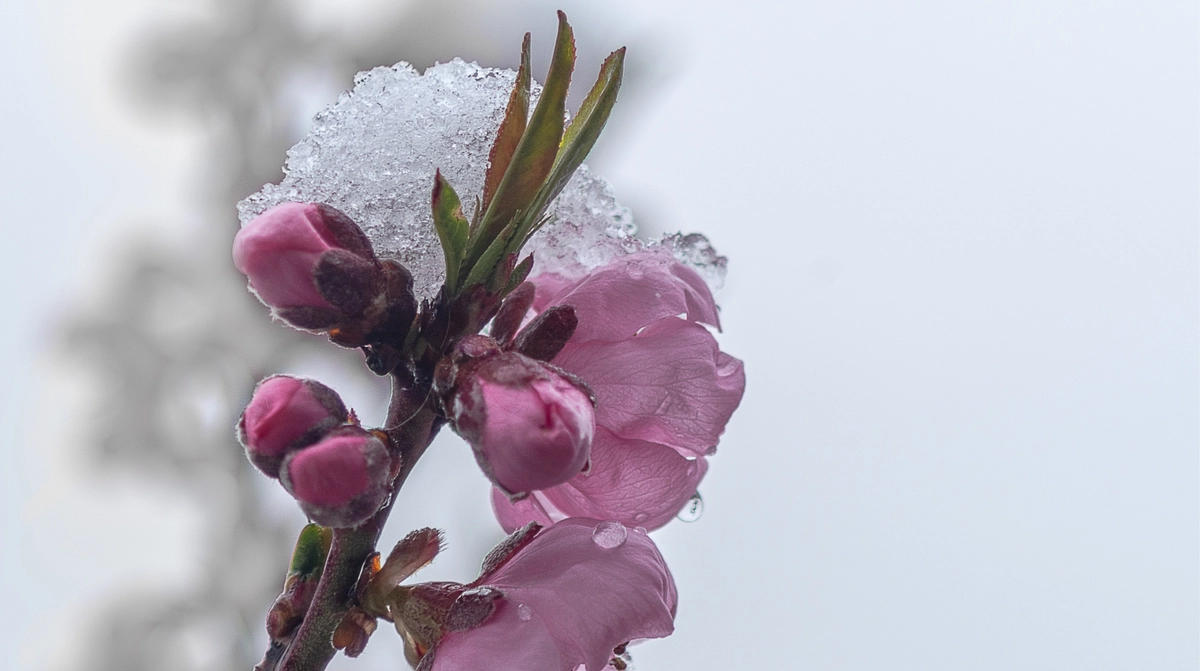 В Україні до завершення тижня очікуються опади у вигляді дощу та снігу, а також нічні заморозки.