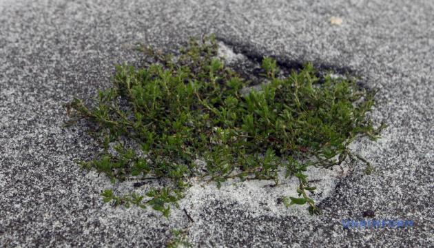 Сьогодні в Україні на деяких територіях випадає дощ та сніг з дощем.