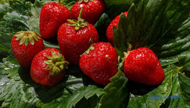 Фермери Дніпропетровської області отримають по $3000 для стимулювання вирощування овочів і ягід.