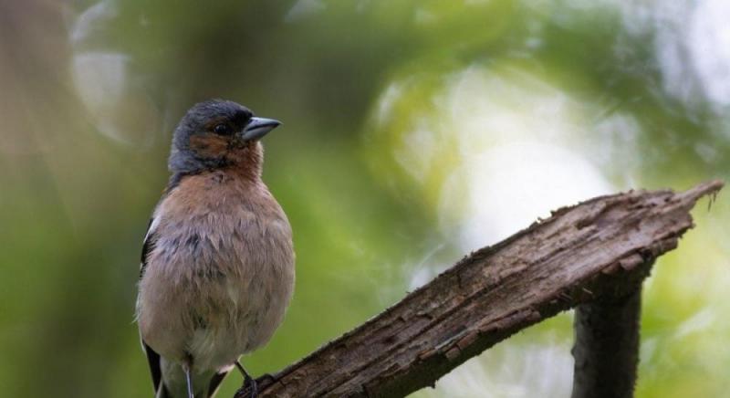 В кінці тижня українці зможуть насолодитися комфортною температурою в 15 градусів, а опади очікуються лише в деяких регіонах.