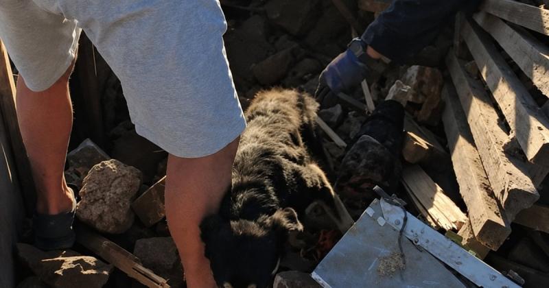 Вижив лише Роккі: після атаки Росії на Радушне рятувальники звільнили собаку великодітної сім'ї з-під руїн, повідомляють ЗМІ. ВІДЕО та ФОТОрепортаж.